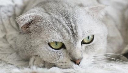 star sports下载-官方：下赛季英冠附加赛球队扩至 6 支，具体赛制晚些时候确定