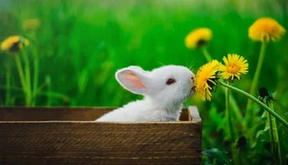 star sports下载-官方：下赛季英冠附加赛球队扩至 6 支，具体赛制晚些时候确定